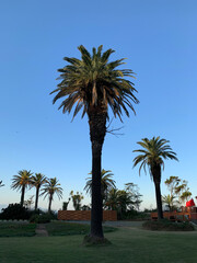 palm trees on the beach