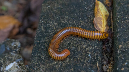 Mating millipede,millipede walking on ground in the rainy season of Thailand.