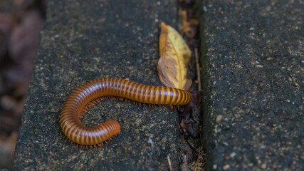 Mating millipede,millipede walking on ground in the rainy season of Thailand.