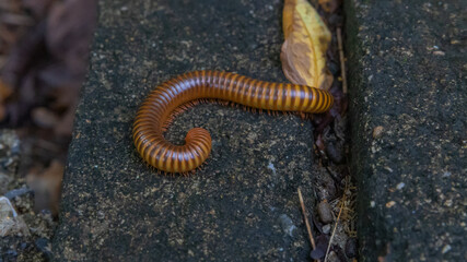 Mating millipede,millipede walking on ground in the rainy season of Thailand.