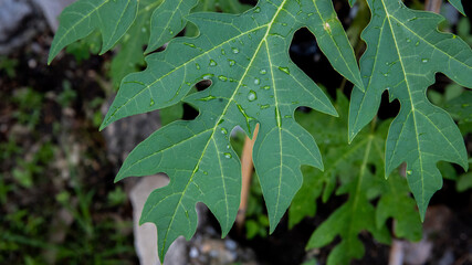 After the rain, water droplets settled on the papaya leaves