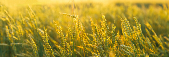 Wheat Trticum, Ears Field Background. Rich Harvest Wheat Field, Fresh Crop Of Wheat Ears. Panorama,...