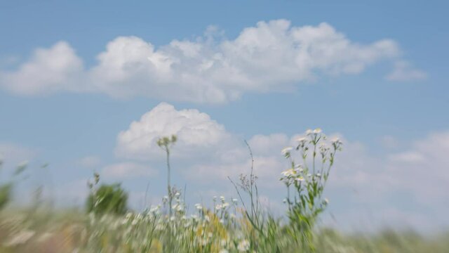 Timelapse in the flower valley. Taken on the "lens baby" with the effect titl shift