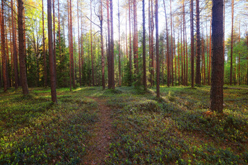 coniferous forest summer landscape green trees outdoor background nature