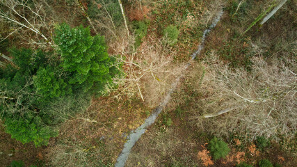 Obraz premium Drohnenflug über dem Wald