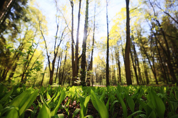 lilies of the valley landscape in the forest background, view of the forest green season