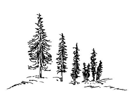 Pine trees. Christmas trees sketch. Collection of black and white fir. Vector silhouette of detailed Spruce forest