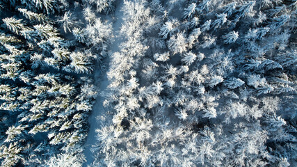 Drohnenflug über dem Wald
