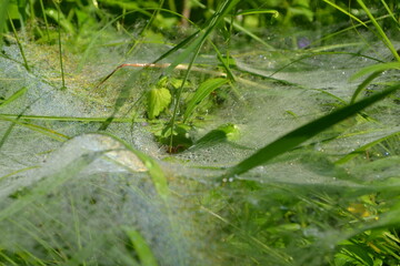 Fototapeta premium Cobweb on the green grass.