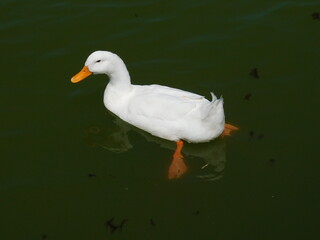 white duck in the water