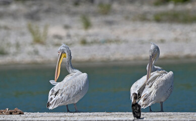 Dalmatian Pelican (Pelecanus crispus), Greece