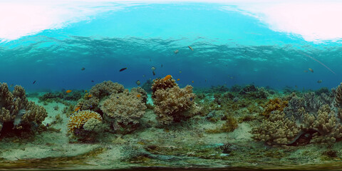 Plakat Tropical Underwater Colorful Reef. Tropical underwater sea fish. Philippines. Virtual Reality 360.