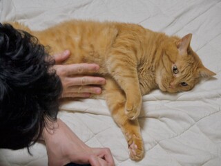 猫とのふれあい