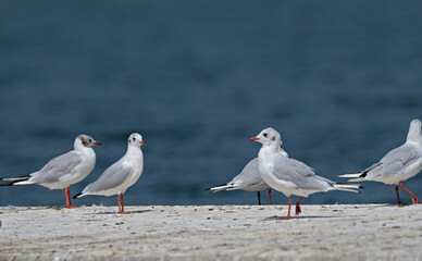 Black-headed gull (Larus ridibundus), Greece