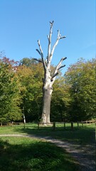Parcours de santé de Moncel les Luneville
Vieux chêne de 350 ans