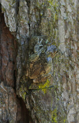Gray Tree Frog Hyla chrysoscelis on pine tree in Eastern Texas