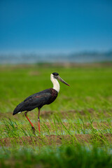 Woolly-Necked Stork in Kerla, India