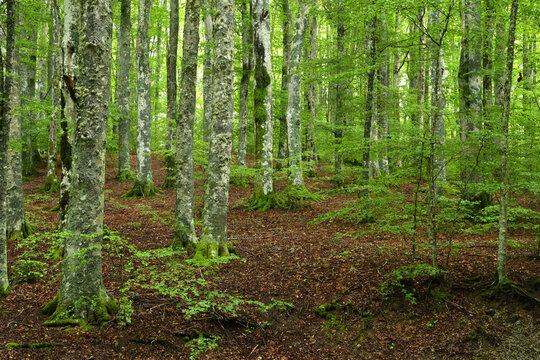 beautiful beech forest on tuscany mountains, spring season. Italy.