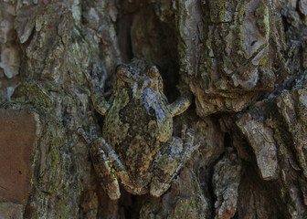 Gray Tree Frog Hyla chrysoscelis on pine tree in Eastern Texas