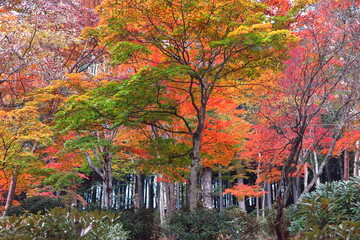 Obraz premium 彩の国さいたま 秩父 三峰の紅葉