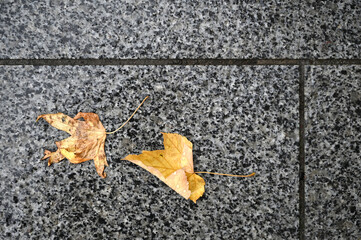 Fallen autumn leaves on the ground