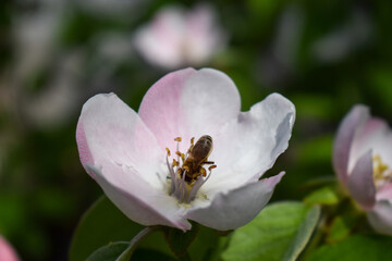 Spring bee work