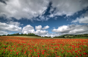 Champ de coquelicots à Corlier, Ain, France