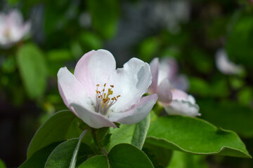 Blooming apple flower during spring