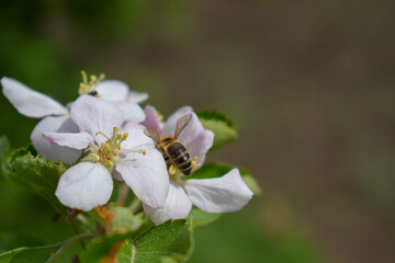 Bee collects pollen from apple flower