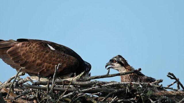 Adult Osprey Feeding Fish to Chicks