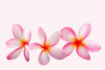 Fototapeta na wymiar Pink plumeria soft petal and beautiful on isolated 