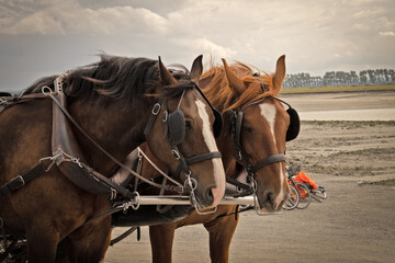 attelage de chevaux sur une plage,  - obrazy, fototapety, plakaty