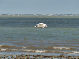 Fototapeta premium Mouette