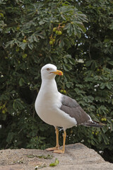 une mouette en gros plan  sur le bord de mer