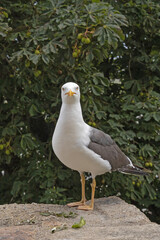 une mouette en gros plan  sur le bord de mer