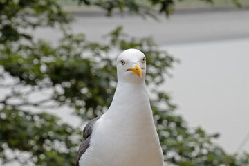 une mouette en gros plan  sur le bord de mer