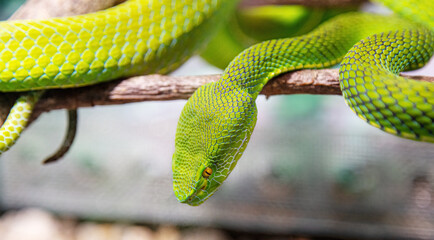 Body of green tree python Morelia viridis close-up. Portrait art. Snake skin, natural texture, abstract, graphic resources. Nature, environmental conservation, animal wildlife, zoology, herpetology