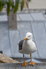 une mouette en gros plan  sur le bord de mer