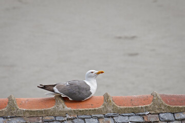 une mouette en gros plan  sur le bord de mer