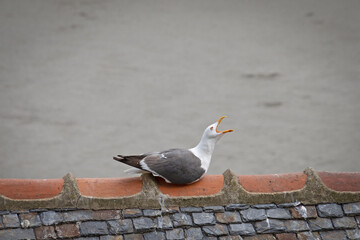 une mouette en gros plan  sur le bord de mer