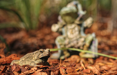 Texas Toads - Anaxyrus speciosus - With Statue of Frog King in Background