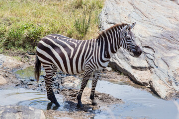 Fototapeta na wymiar A male Zebra standing at the edge of a river. Taken in Kenya