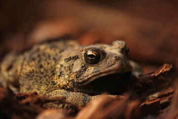 Texas Toad Anaxyrus speciosus in Garden in East Texas