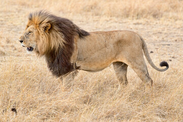A male lion standing in the grass. Taken in Kenya