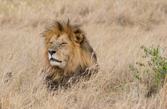 A male Lion laying in the grass. taken in Kenya