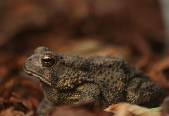 Texas Toad Anaxyrus speciosus in Garden in East Texas
