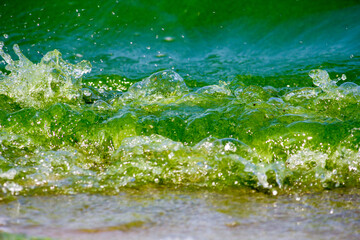 Naklejka premium Green water in the river due to heat and algae bloom