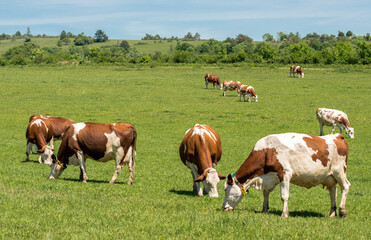 Fototapeta na wymiar Vaches montbéliardes à Arnans, Corveissiat, Ain, France