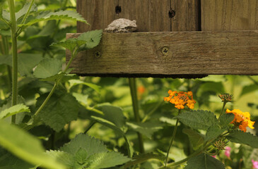 Tree Frog Resting in Garden on Fence Hyla chrysoscelis