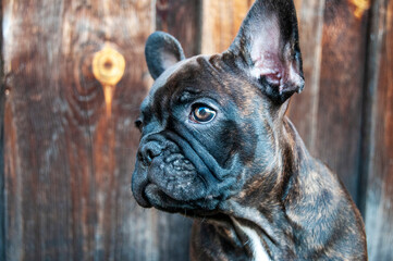 Close-up of the head of a cute puppy. Funny French Bulldog puppy.
